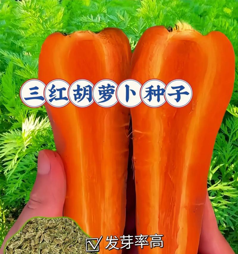 红萝卜种子怎么催芽最好方法