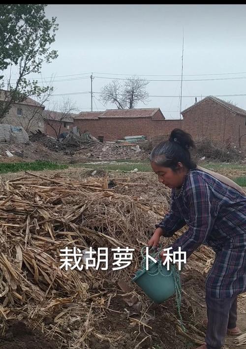 红萝卜种子怎么催芽最好方法