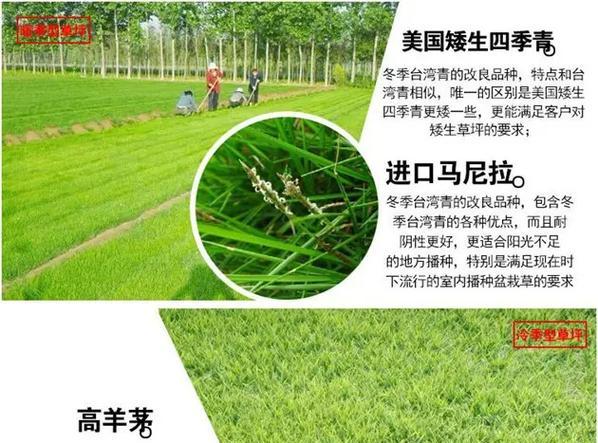 狗牙巴草的种植方法：从播种到养护的全程指导