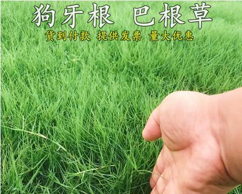 狗牙巴草的种植方法：从播种到养护的全程指导
