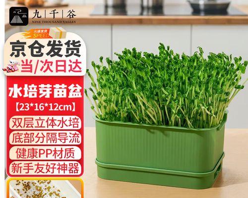 土种豆芽的种植技巧与方法