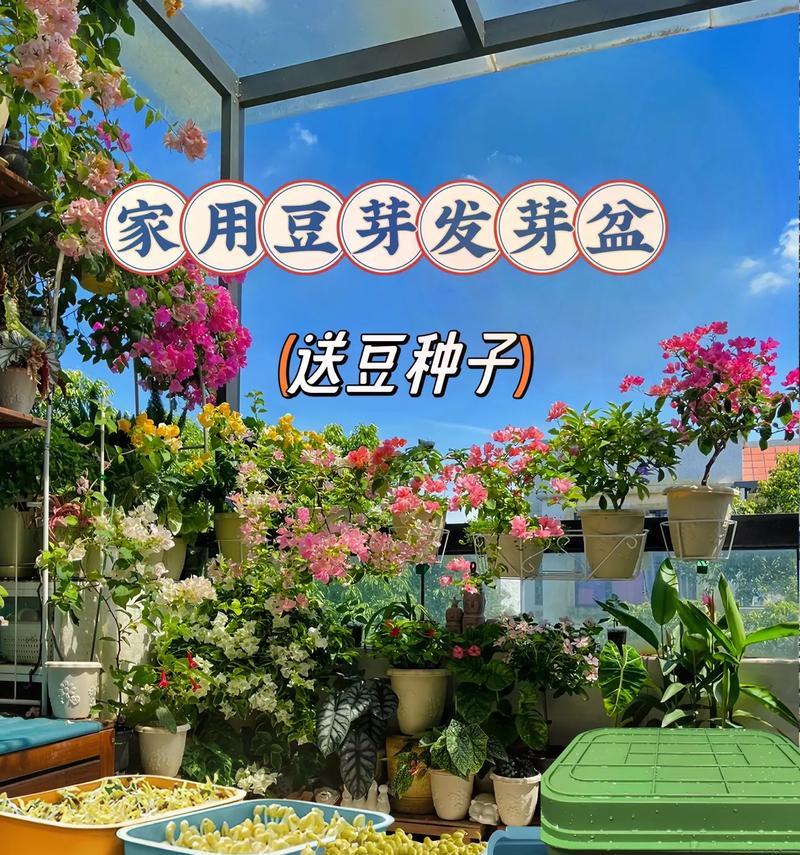 土种豆芽的种植技巧与方法
