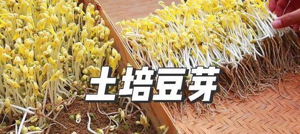 土种豆芽的种植技巧与方法