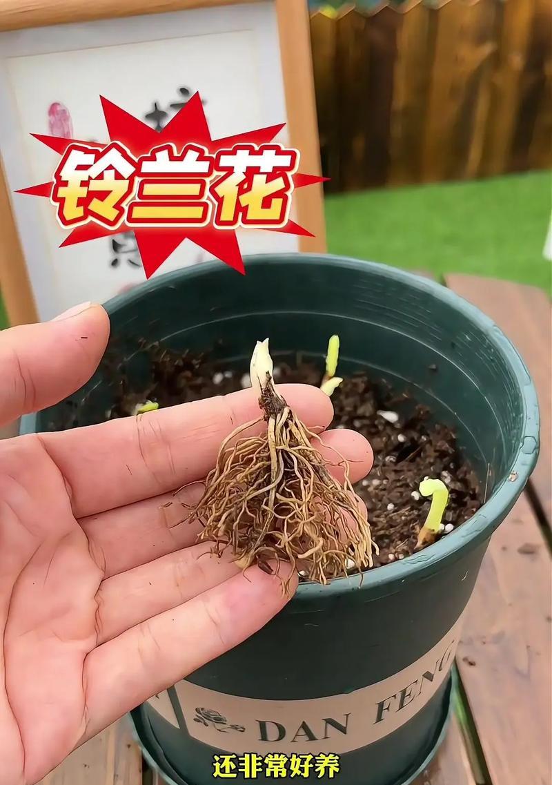 香草铃兰的种植方法，轻松培育出香气四溢的花卉