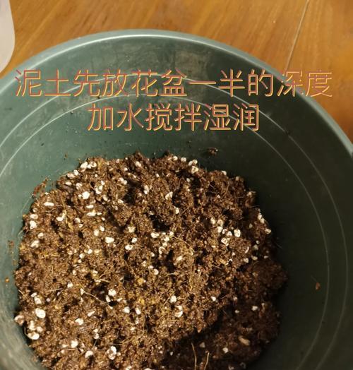 香草铃兰的种植方法，轻松培育出香气四溢的花卉