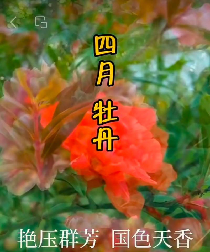 牛眼豆怎么催芽