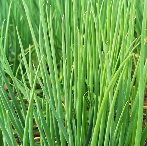 风葱种植全攻略：方法与技巧大公开