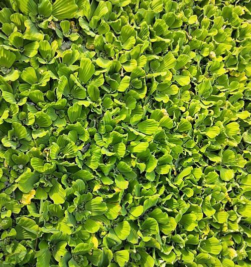 风葱种植全攻略：方法与技巧大公开