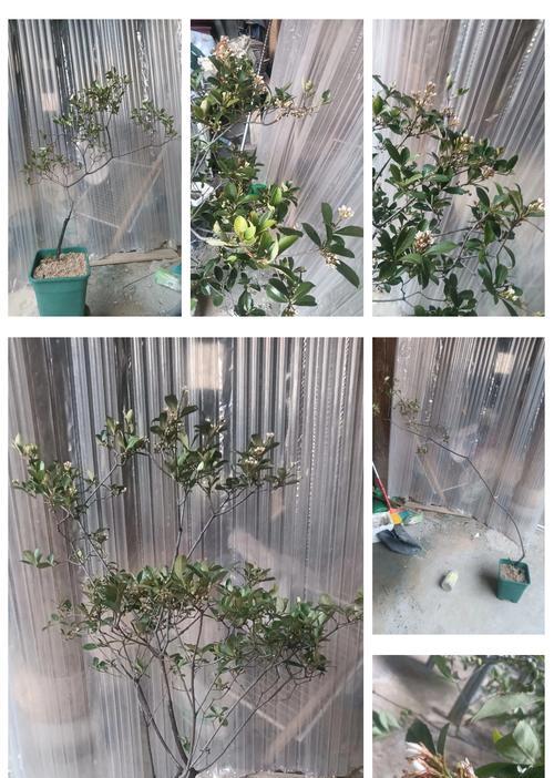 平头桩修剪枝条：打造完美树形的艺术