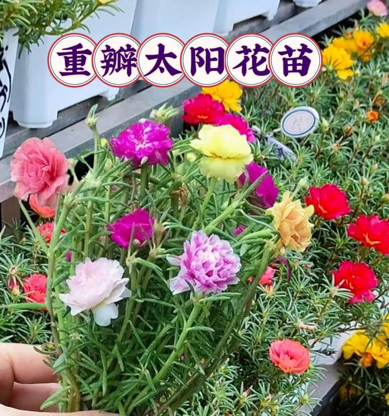 一束太阳花的种植方法：春日里的向日葵绽放