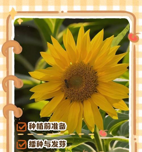 一束太阳花的种植方法：春日里的向日葵绽放