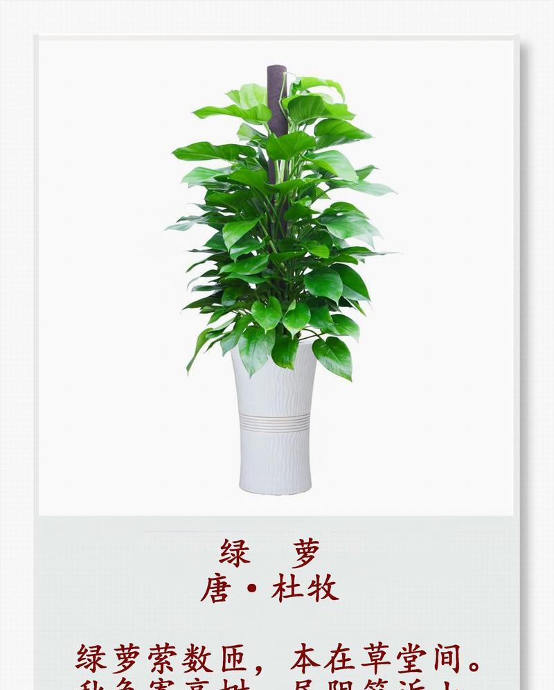 绿萝怎么截断种植方法
