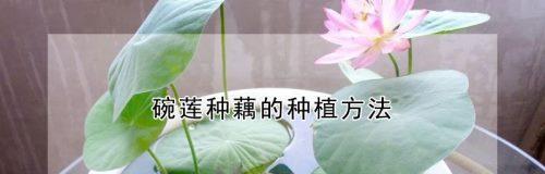 莲藕种子的种植方法与技巧