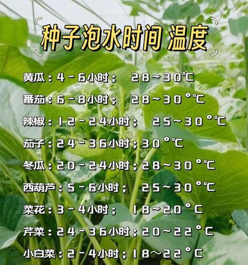 莲藕种子的种植方法与技巧