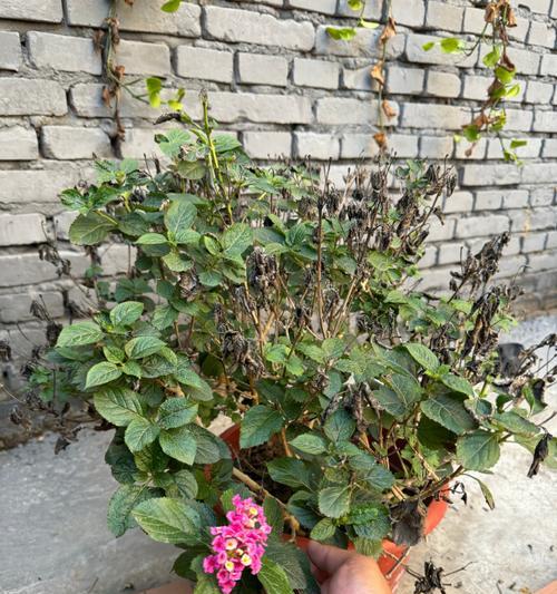 蔷薇修剪枝条增多多——打造茂盛花丛秘籍