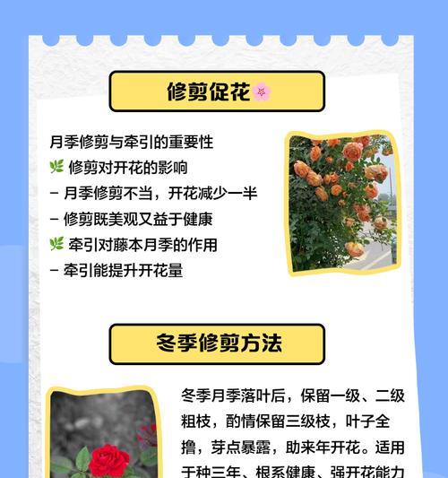 蔷薇修剪枝条增多多——打造茂盛花丛秘籍