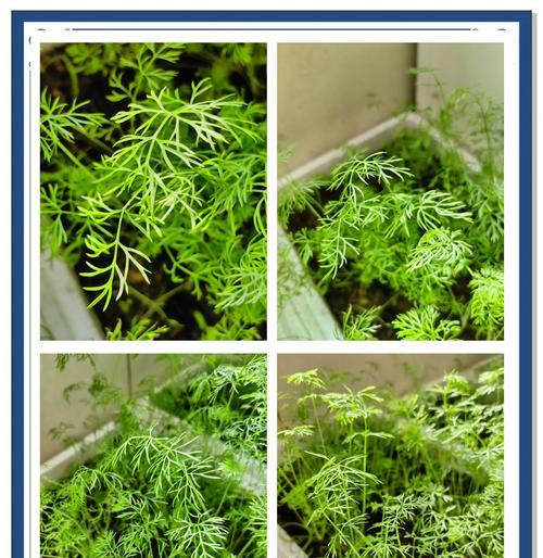 茴香种子催芽怎么催