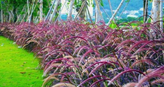 狼尾草催芽技巧全解析