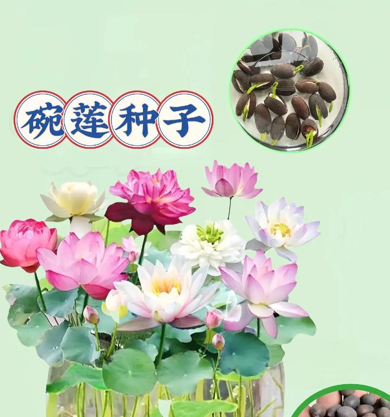 碗莲种子怎么种植方法