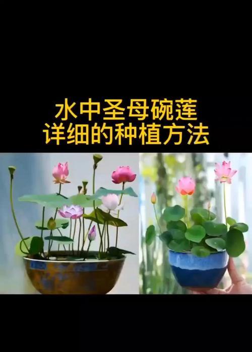碗莲种子怎么种植方法