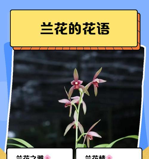 清雅花语代表什么？清雅的花语含义有哪些？
