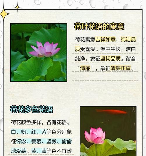 清雅花语代表什么？清雅的花语含义有哪些？