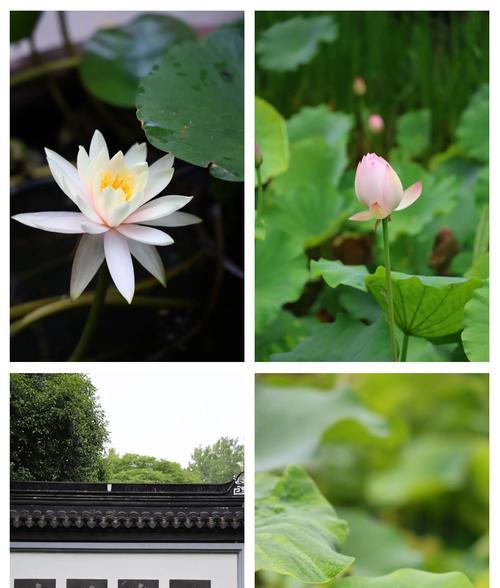 芙蓉和芙蕖分别代表什么花的寓意？