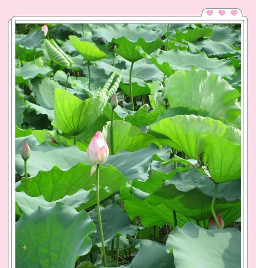 芙蓉和芙蕖分别代表什么花的寓意？