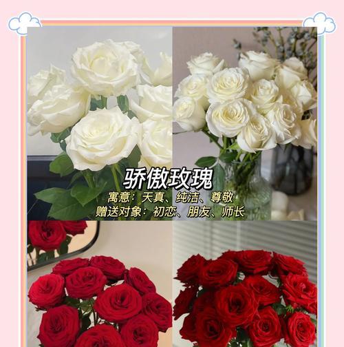 玫瑰花象征骄傲吗？探究其背后的含义和文化意义？