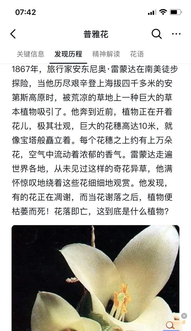 蒹葭花的寓意是什么意思？如何解读蒹葭花的象征意义？