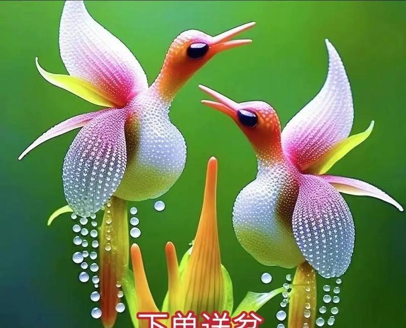 凤凰象征着什么花的寓意？如何理解凤凰花的深层含义？
