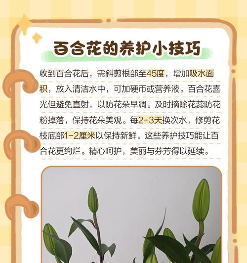 百合花送孩子的寓意是什么？如何选择合适的百合花束？