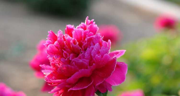 寓意明媚坚强张扬的花是什么花？这种花的特性有哪些？