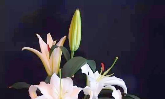 象征友谊寓意的花是什么花？哪种花最能代表友情？