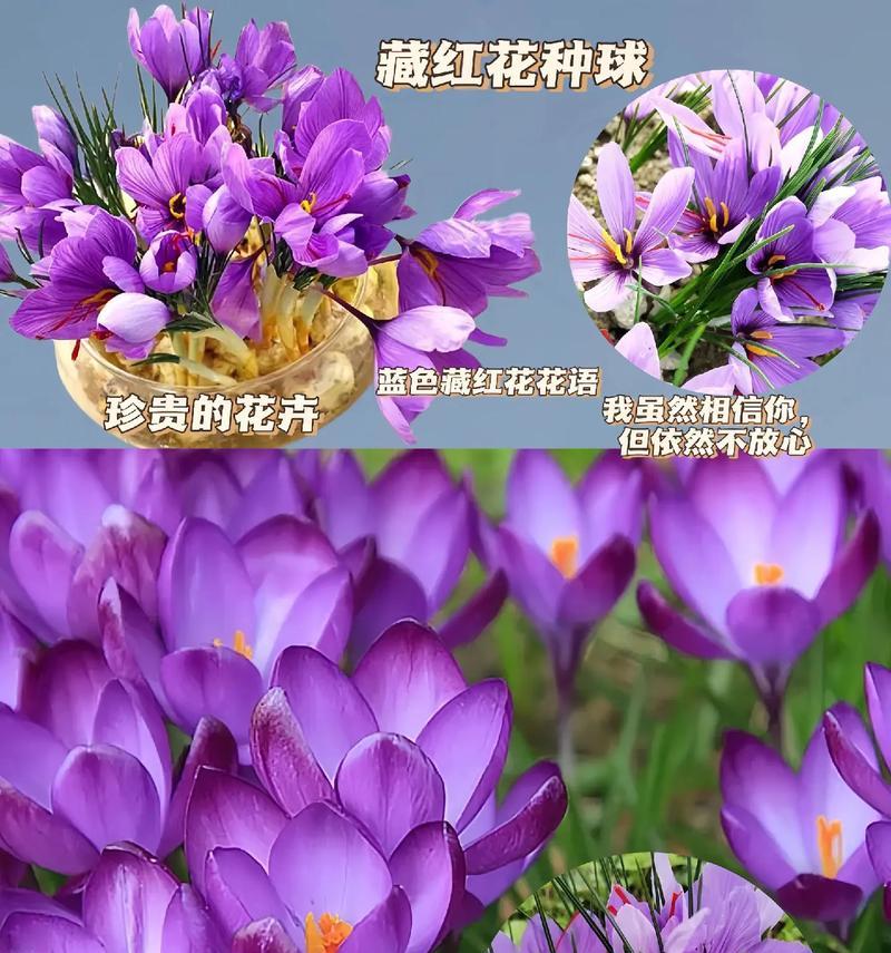 藏红花手工花语是什么？如何表达独特情感？