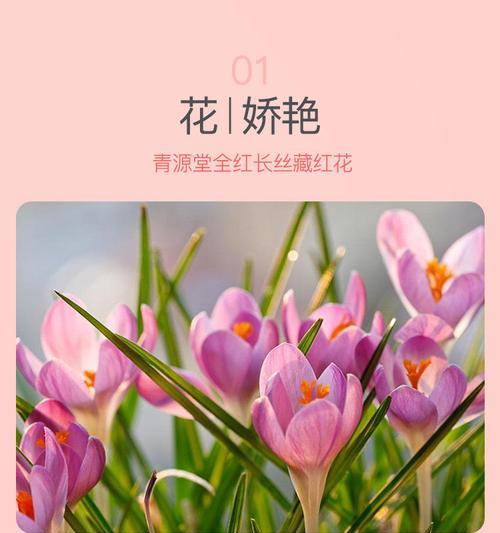 藏红花手工花语是什么？如何表达独特情感？