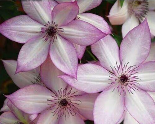 乌托邦的花象征着什么？花语有什么深层含义？