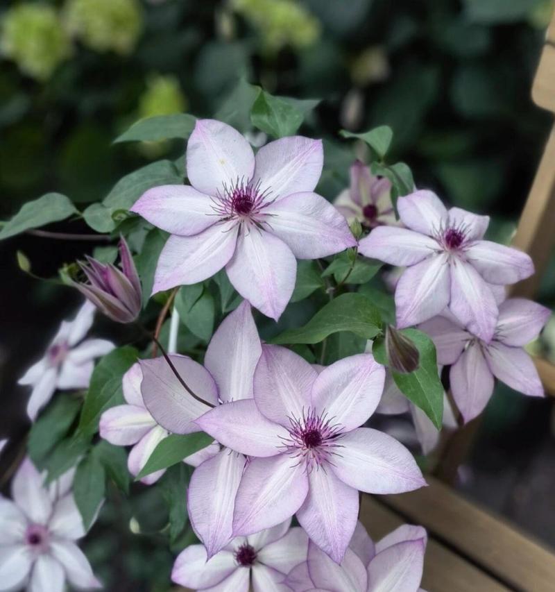 乌托邦的花象征着什么？花语有什么深层含义？
