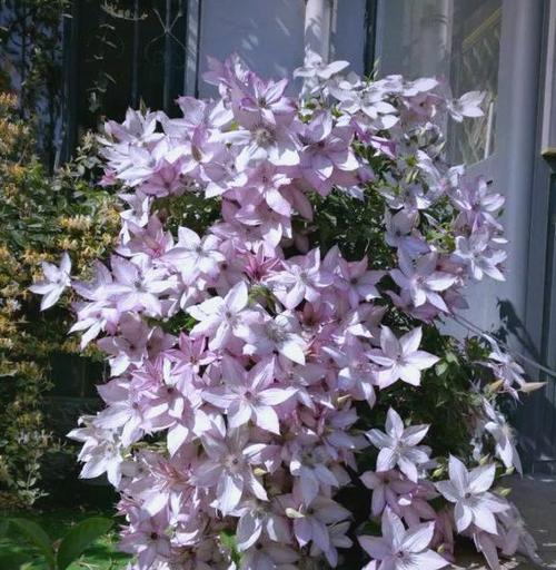 乌托邦的花象征着什么？花语有什么深层含义？