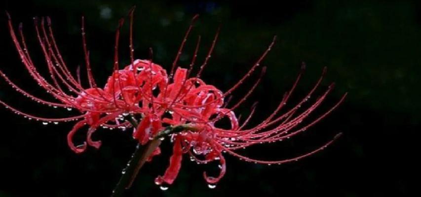 什么花象征着死亡的心情？了解不同花卉的象征意义
