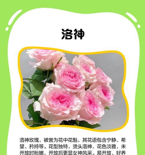 有点花头的花语是什么？如何理解其深层含义？