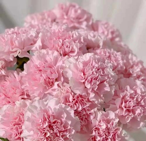 有点花头的花语是什么？如何理解其深层含义？
