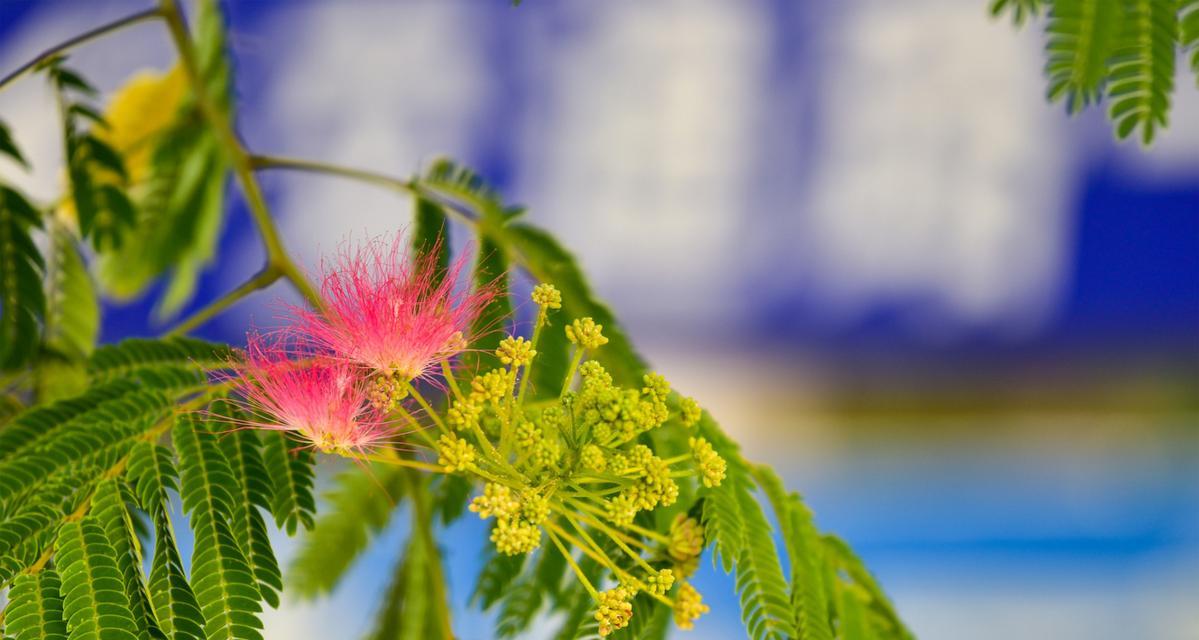 什么花代表着奔放狂欢的美好？如何用花卉表达热情与喜悦？