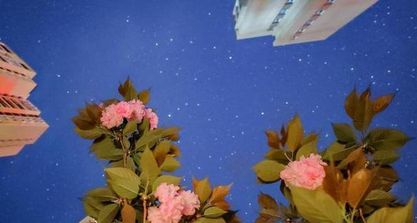 星空花语代表什么含义？如何正确表达情感？