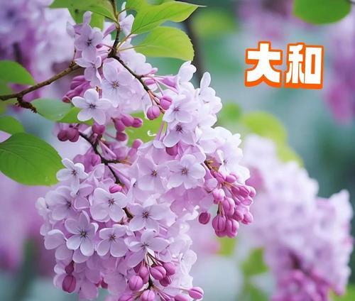 什么花象征和谐友善的意思？和谐友善的花卉有哪些？