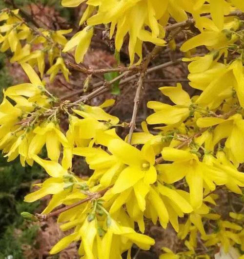 什么花象征自由自在？揭秘代表自由的花卉及其含义？