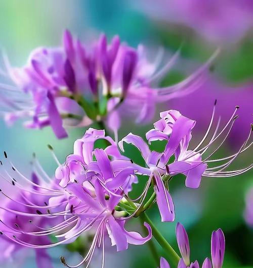 别样花的寓意是什么？如何理解不同种类的花语含义？