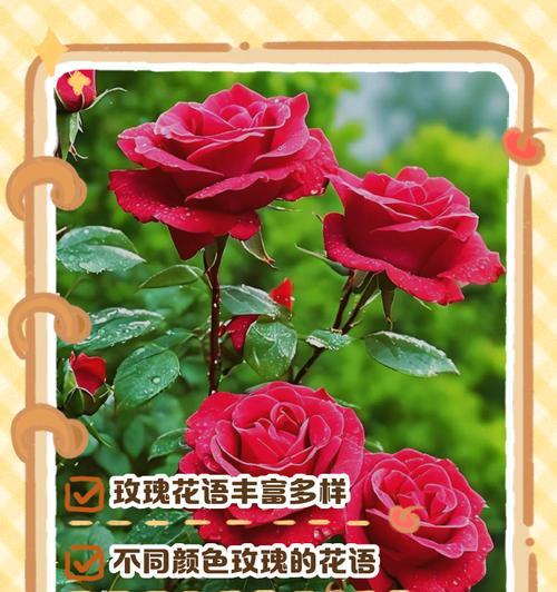 别样花的寓意是什么？如何理解不同种类的花语含义？
