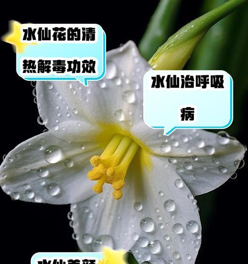 水仙花语代表什么？如何理解水仙的花语含义？