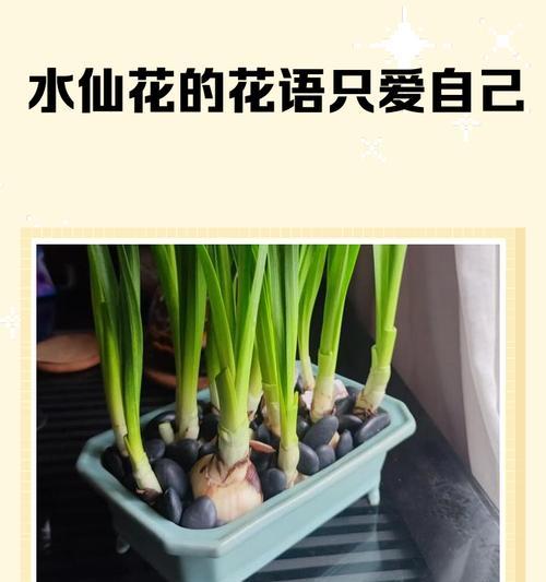 水仙花语代表什么？如何理解水仙的花语含义？